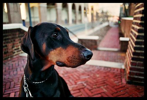 Dobermann