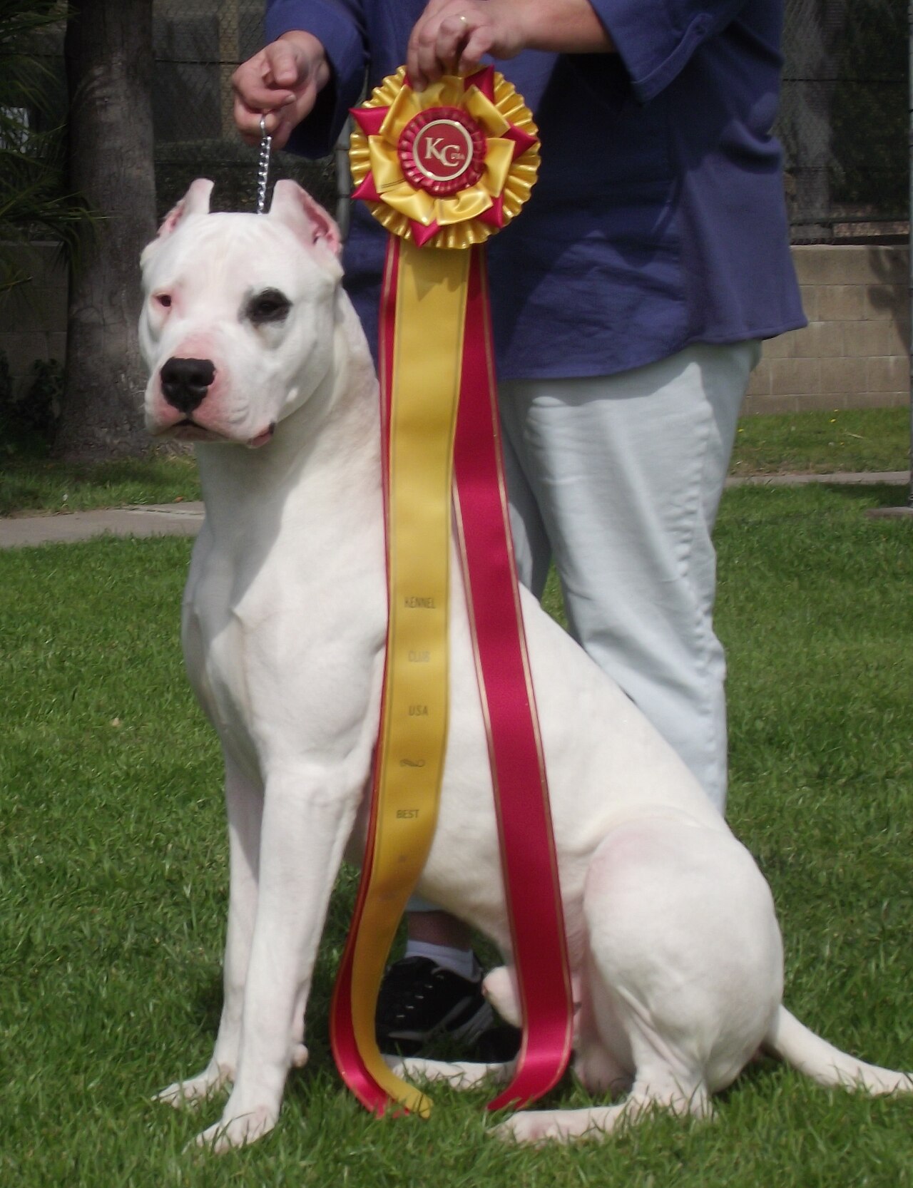 Dogo Argentino