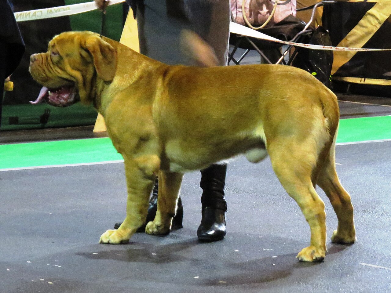 Dogue de Bordeaux