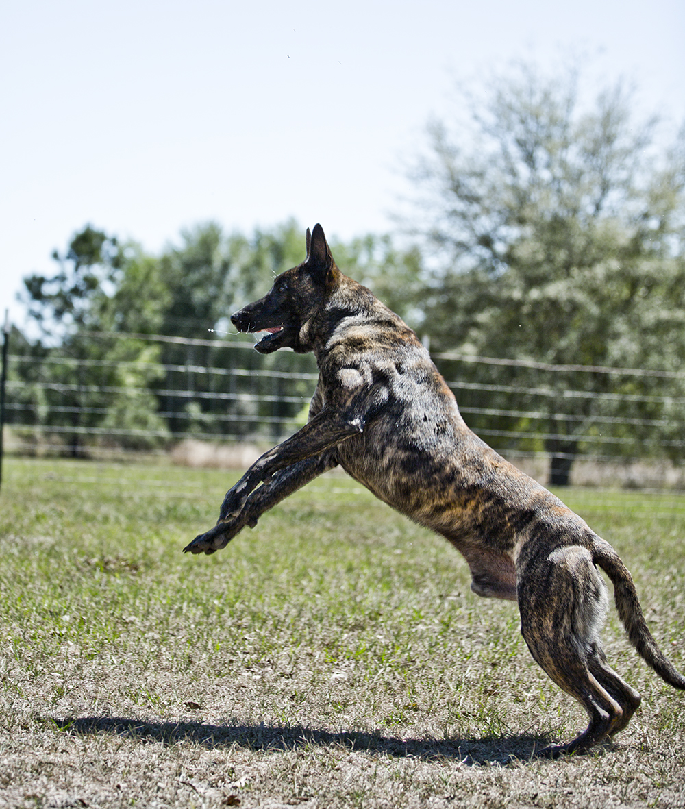 Holländischer Schäferhund