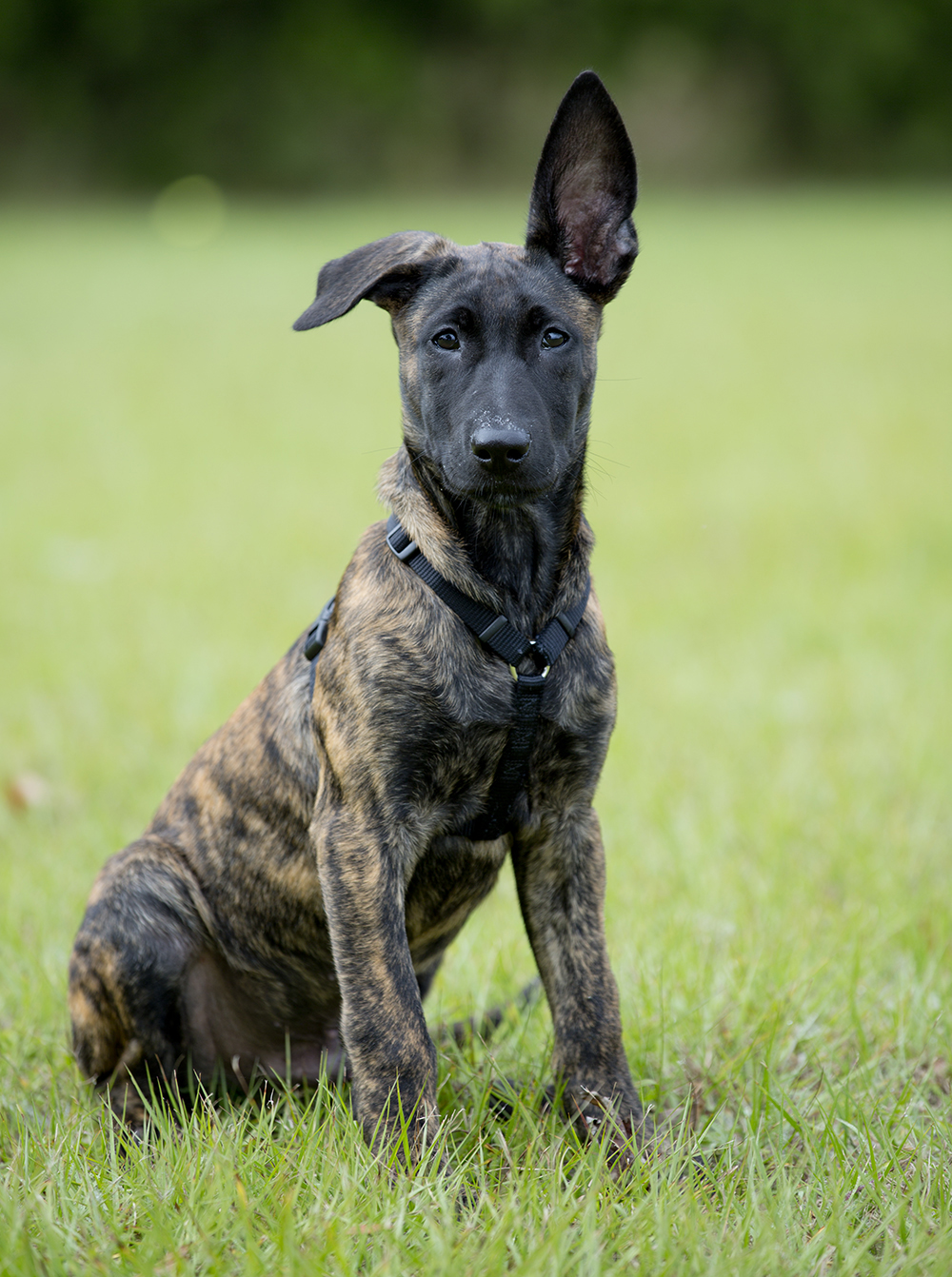 Holländischer Schäferhund