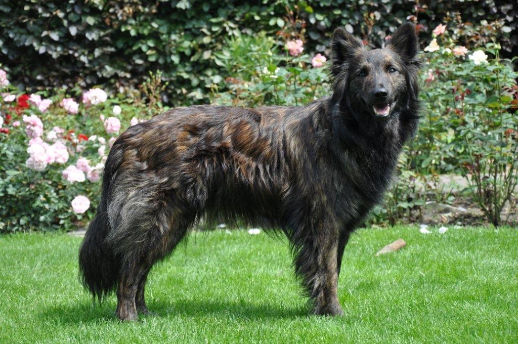 Holländischer Schäferhund