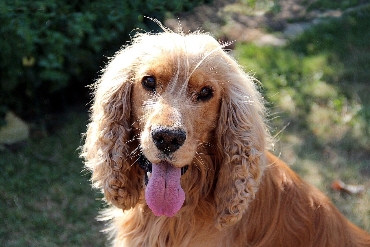 English Cocker Spaniel