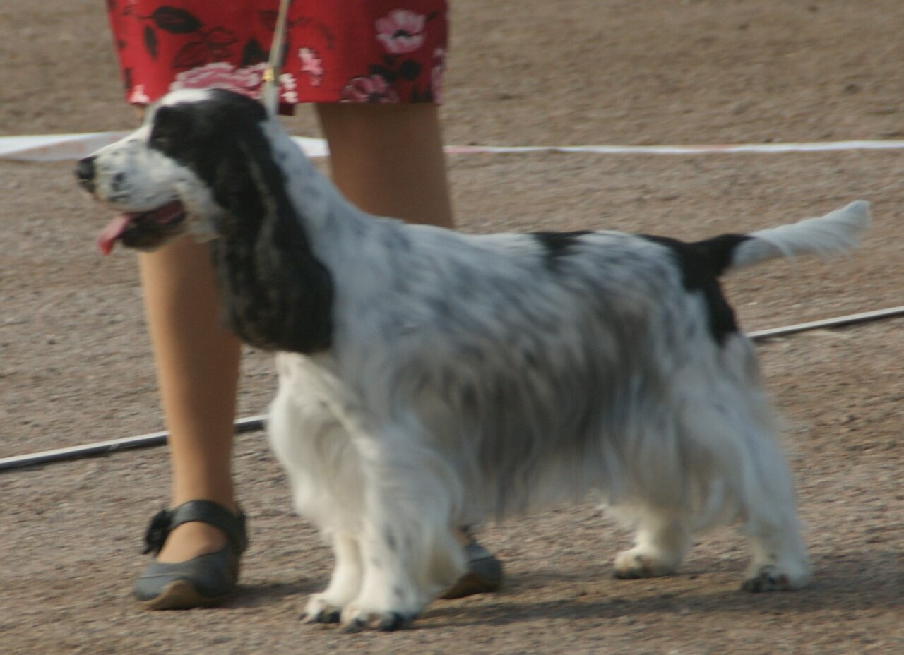 English Cocker Spaniel