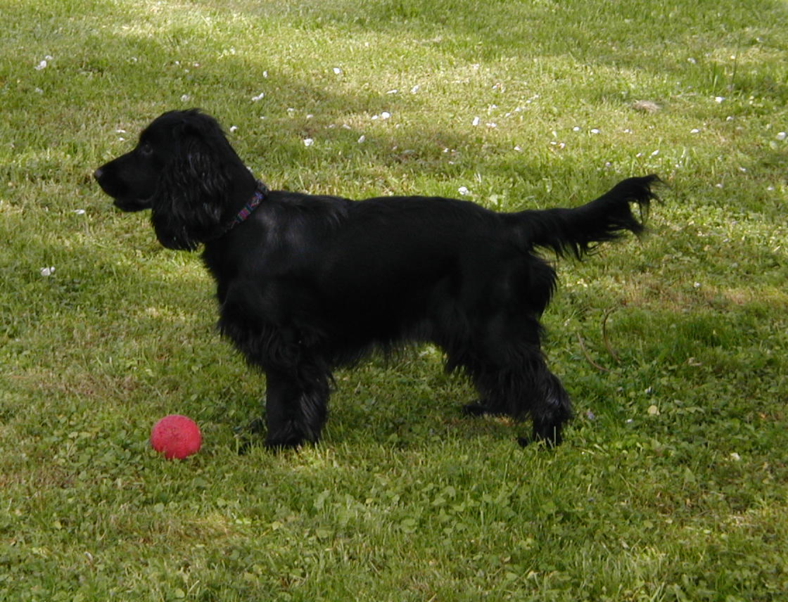 English Cocker Spaniel