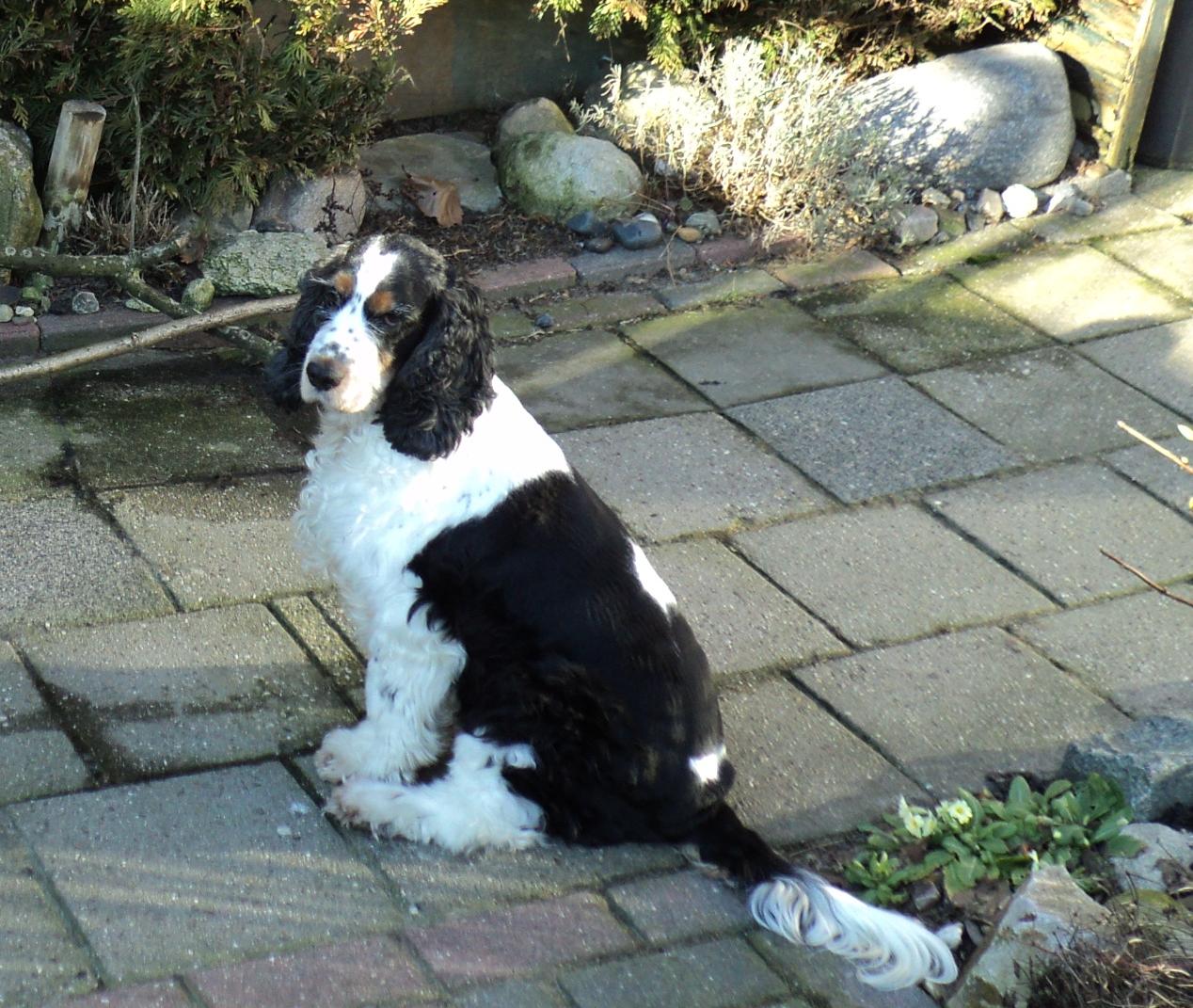 English Cocker Spaniel