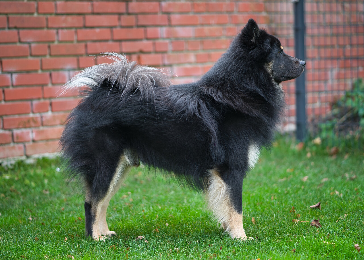 Eurasier