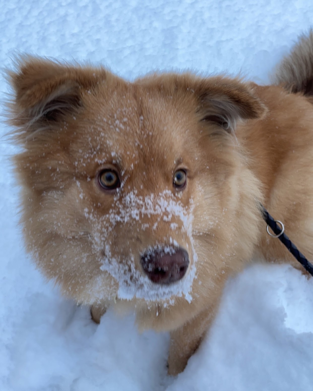 Chien Finnois de Laponie