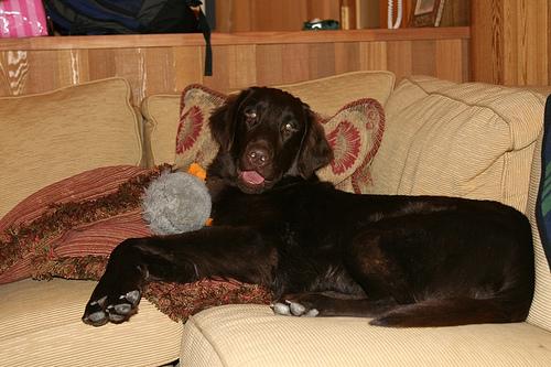 Retriever à Poil Plat