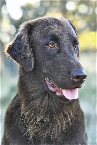 Retriever à Poil Plat