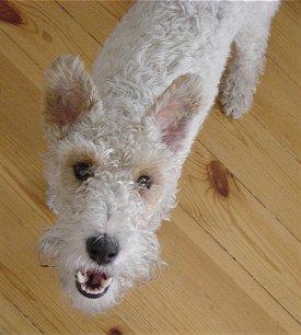 Fox-Terrier