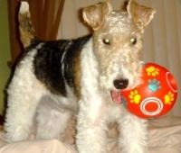 Fox-Terrier