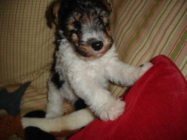Fox-Terrier