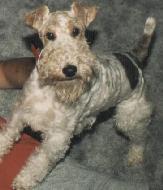 Fox-Terrier