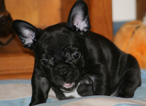 Bouledogue Français