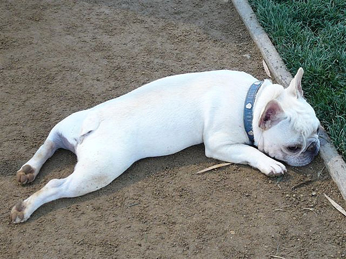 Bouledogue Français