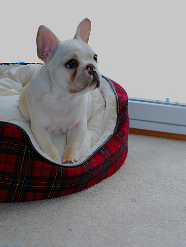 Bouledogue Français