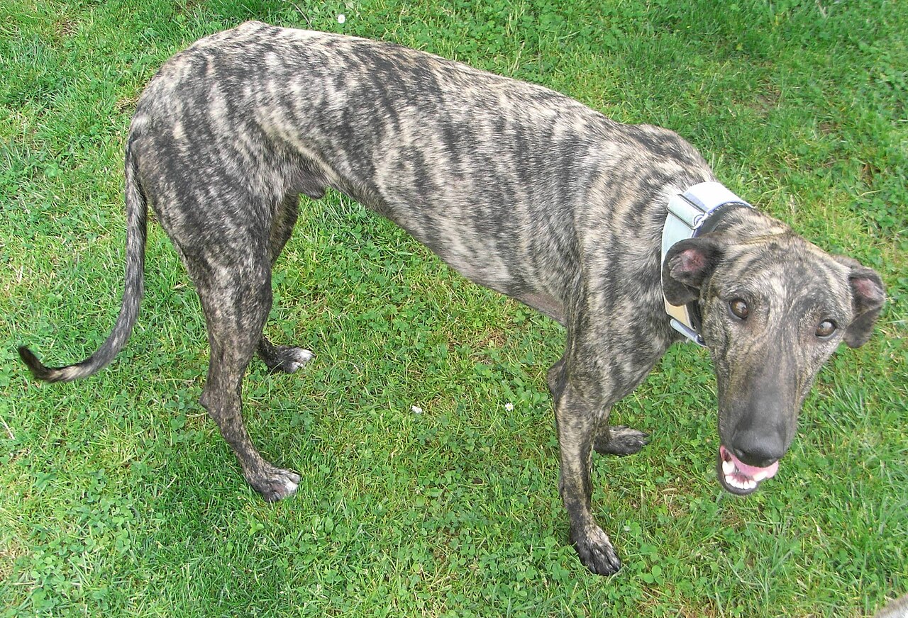 Galgo Español