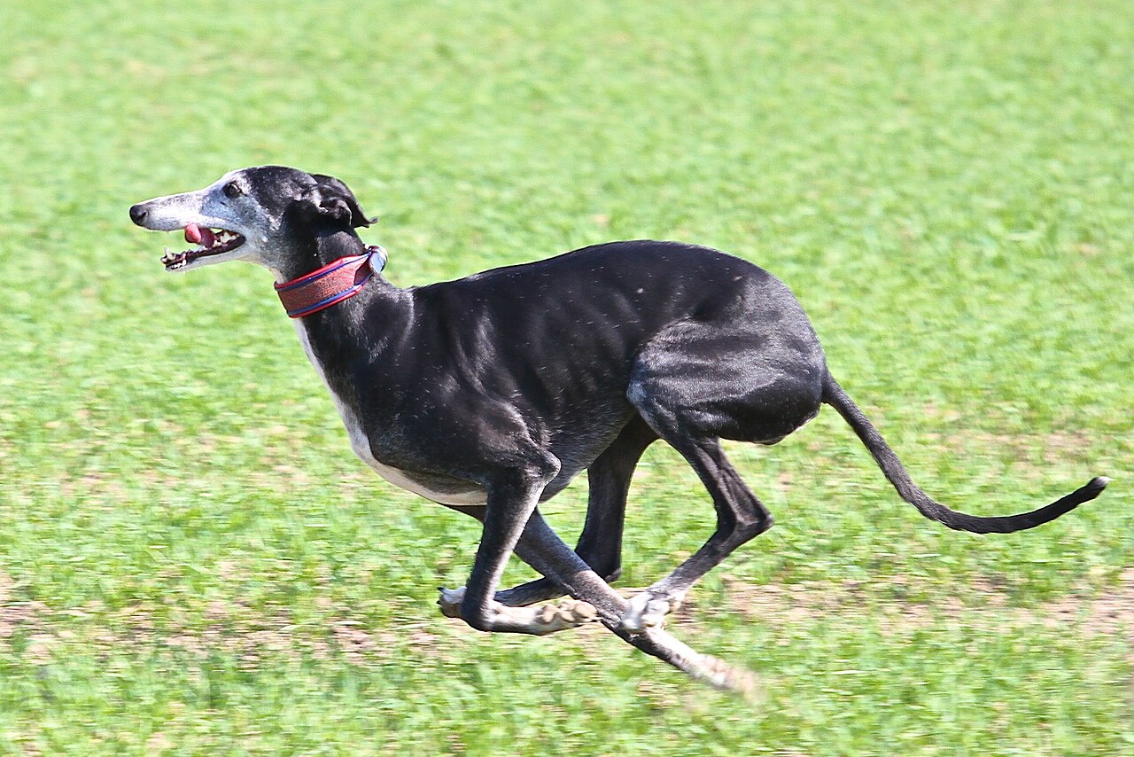 Galgo Español