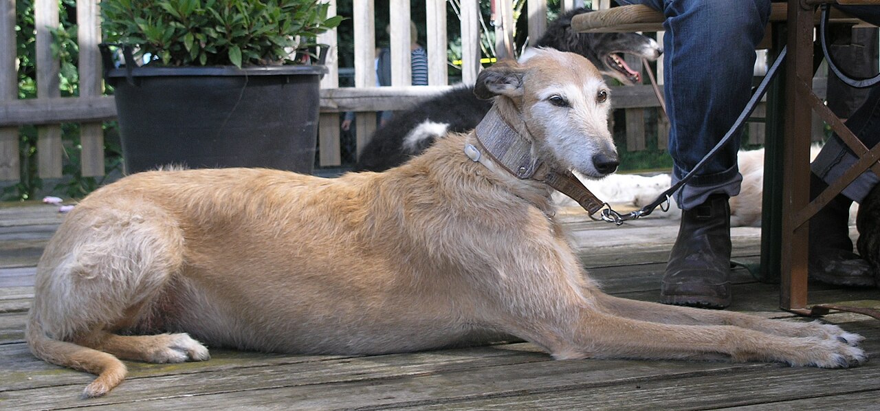 Galgo Español