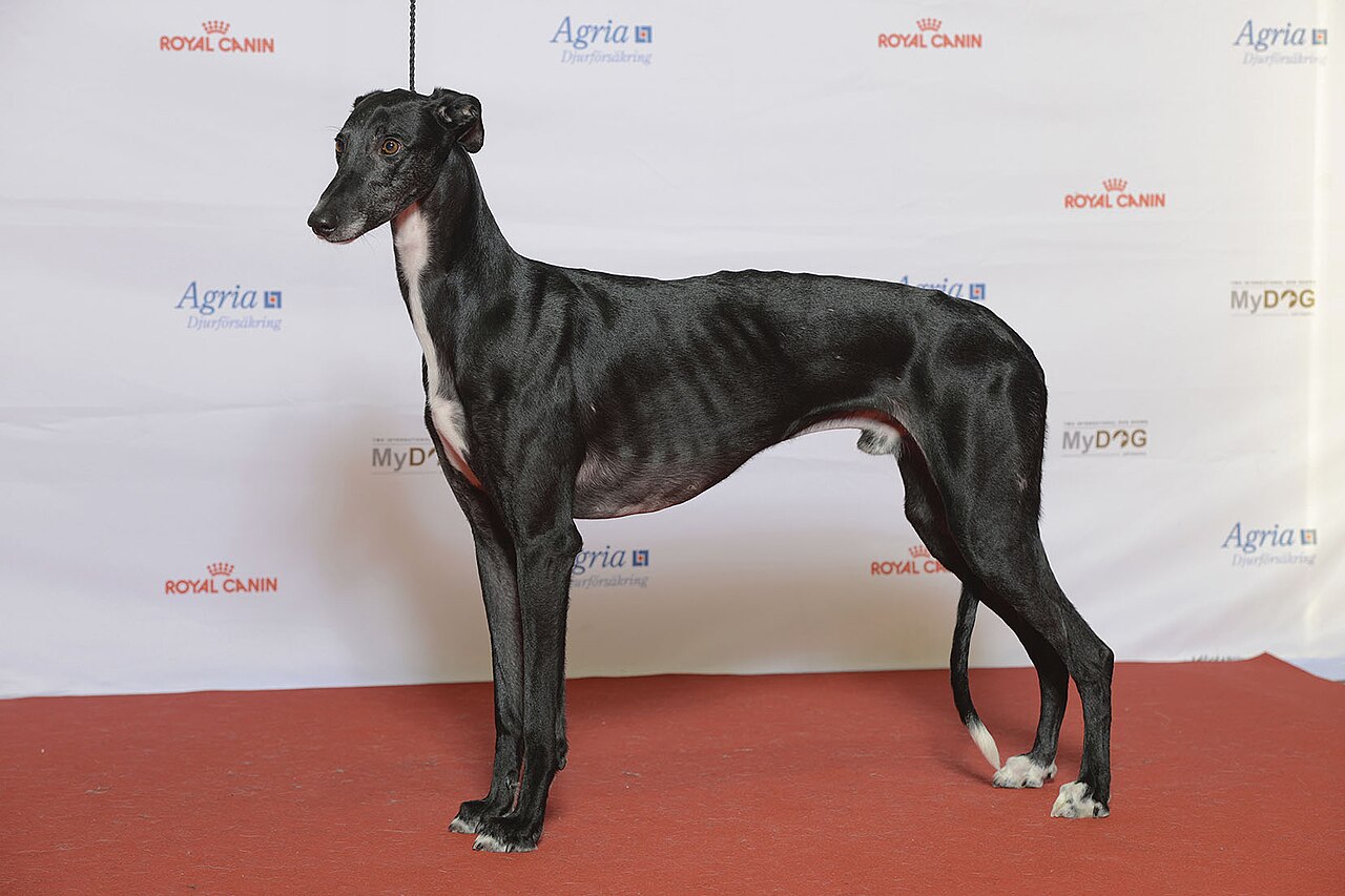 Galgo Español