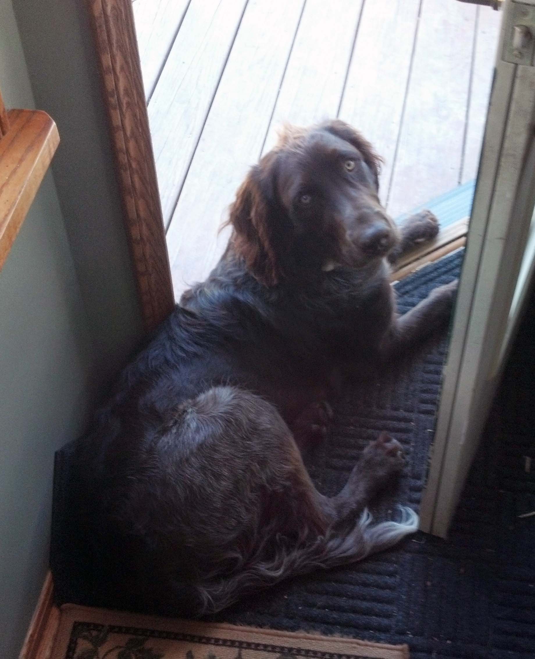 Braque Allemand à Poil Court