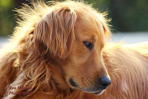 Golden Retriever