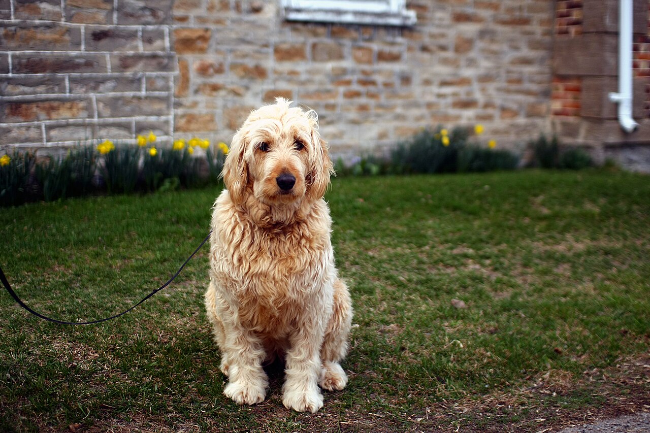 Goldendoodle