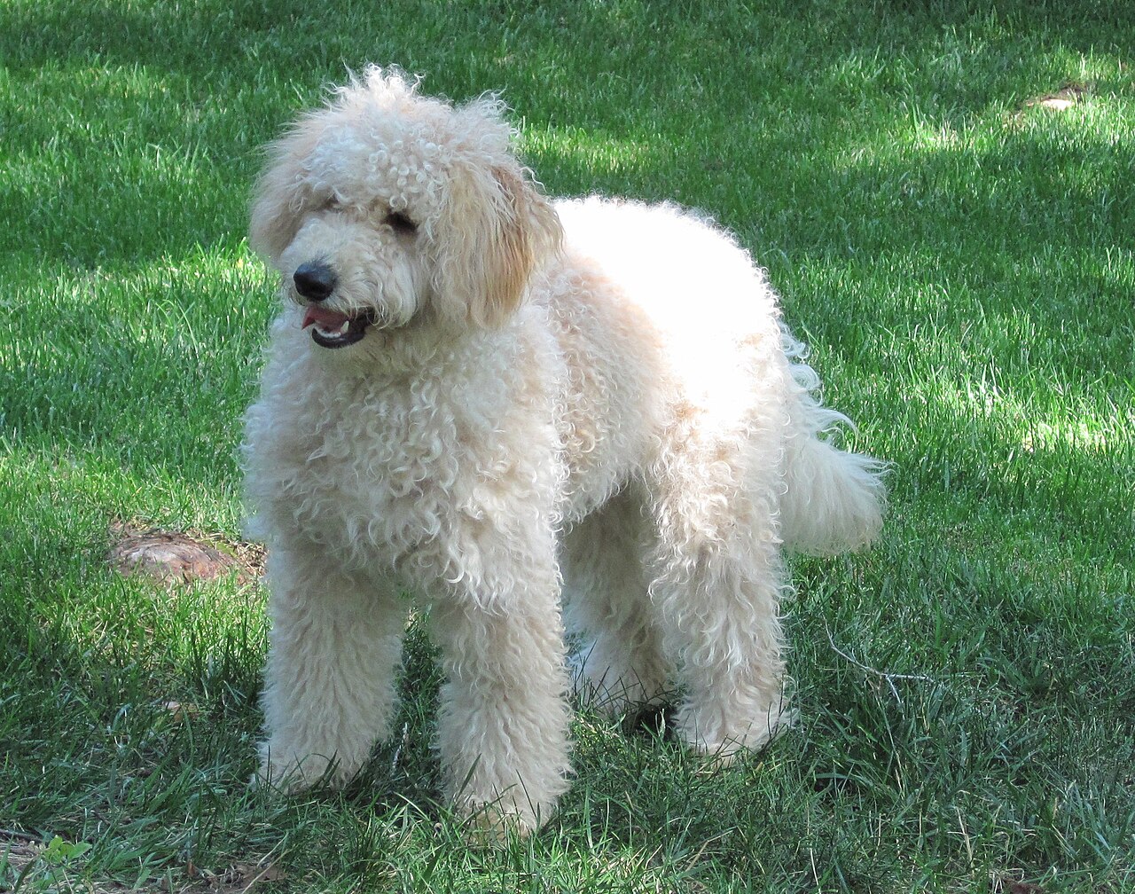Goldendoodle