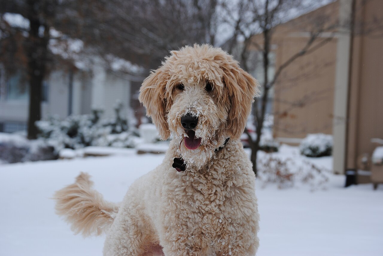 Goldendoodle