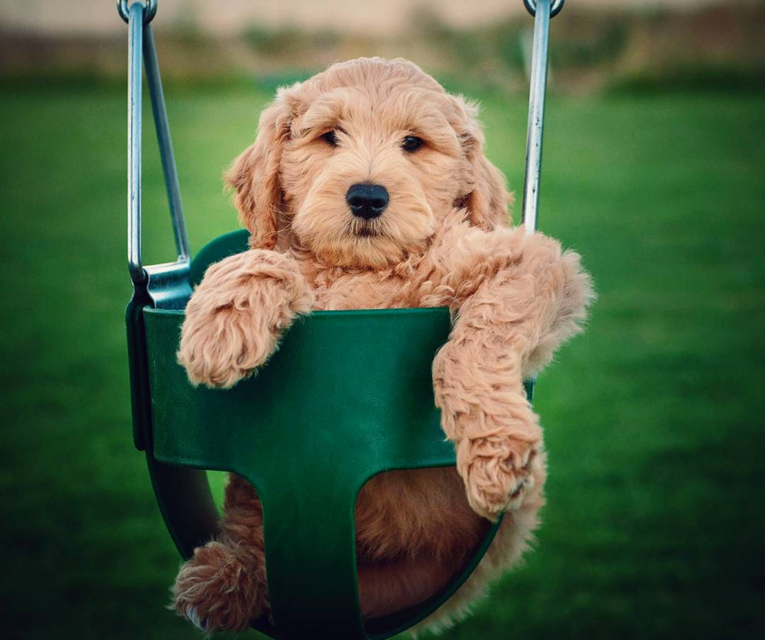Goldendoodle