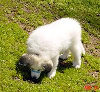 Chien de Montagne des Pyrénées