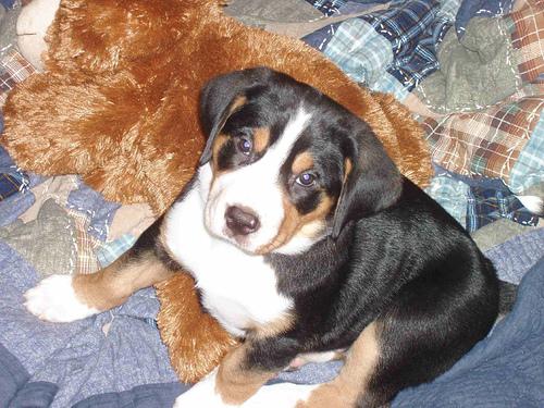 Greater Swiss Mountain Dog
