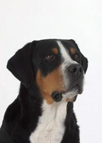Greater Swiss Mountain Dog