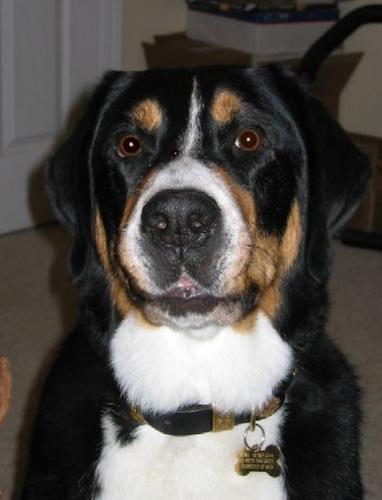 Greater Swiss Mountain Dog