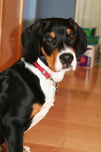 Greater Swiss Mountain Dog