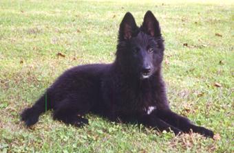 Berger Belge Groenendael