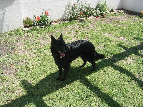 Berger Belge Groenendael