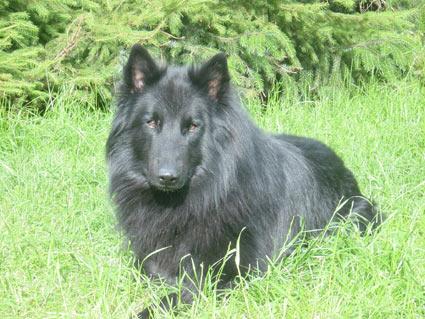 Berger Belge Groenendael