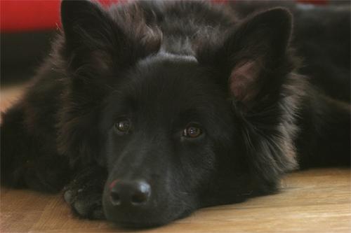 Berger Belge Groenendael