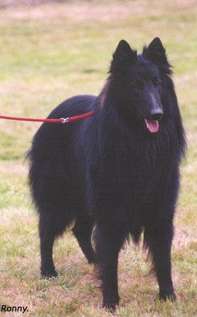 Berger Belge Groenendael