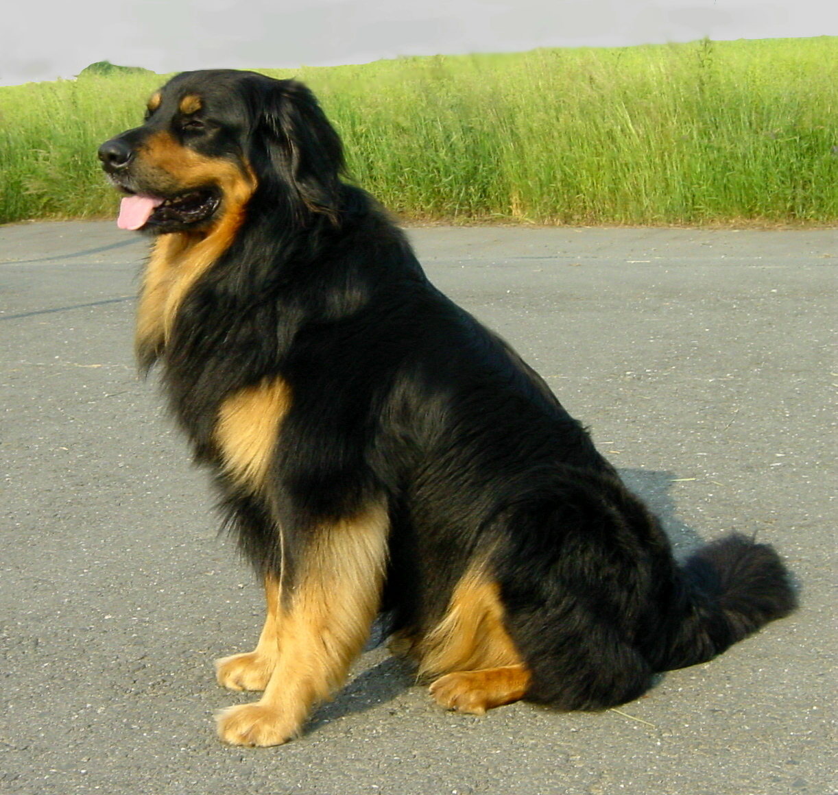Hovawart