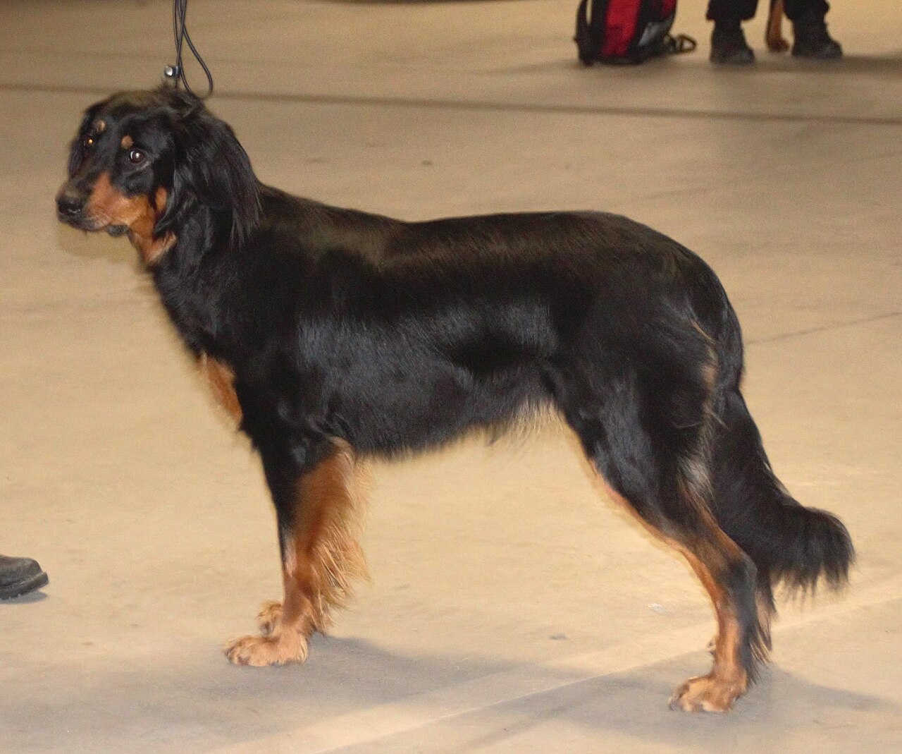 Hovawart
