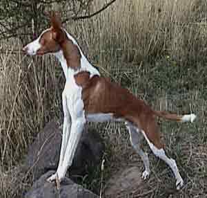 Podenco d'Ibiza