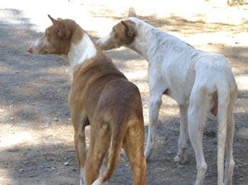 Podenco d'Ibiza