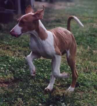 Podenco d'Ibiza