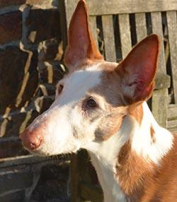 Podenco d'Ibiza