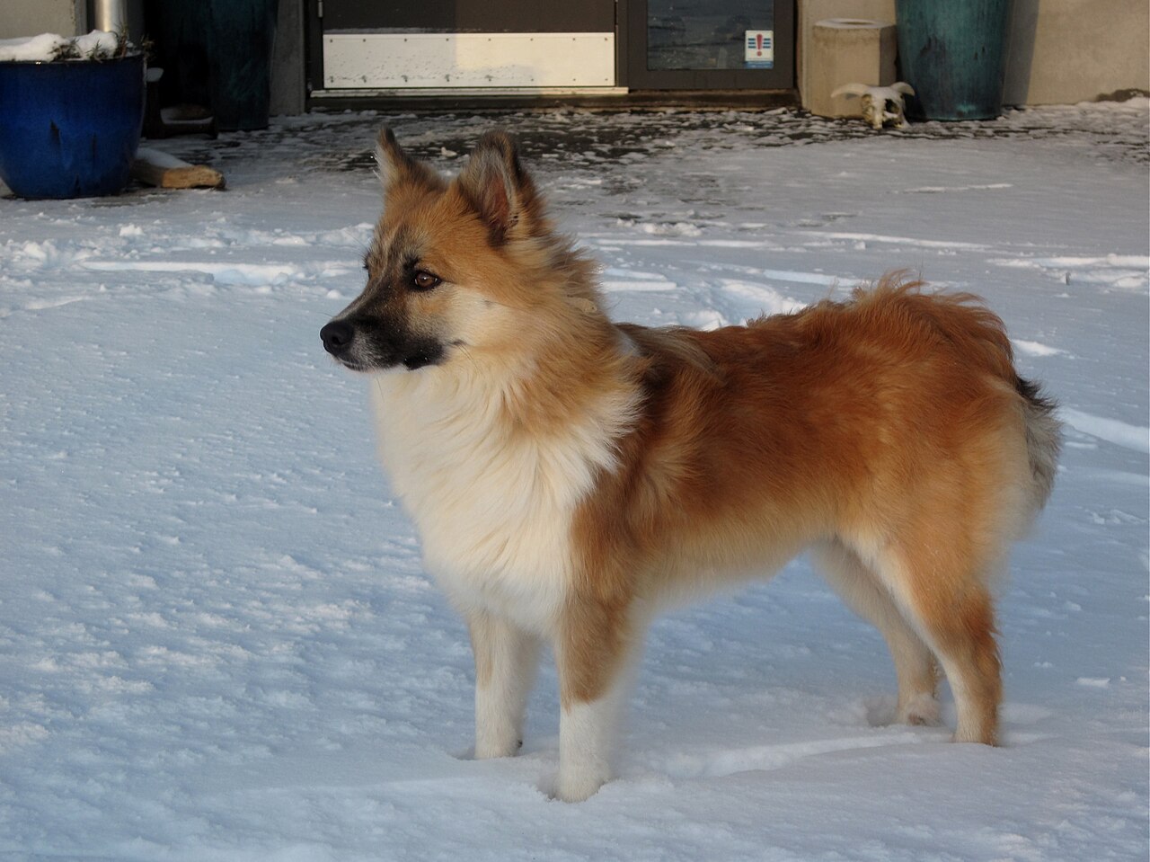Islandhund