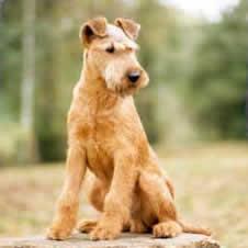 Terrier Irlandais