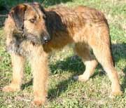 Terrier Irlandais